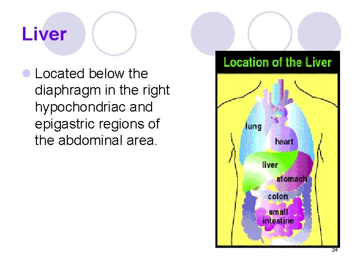 Liver l Located below the diaphragm in the right hypochondriac and epigastric regions of