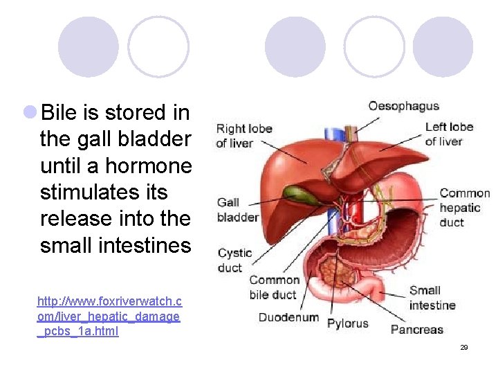 l Bile is stored in the gall bladder until a hormone stimulates its release