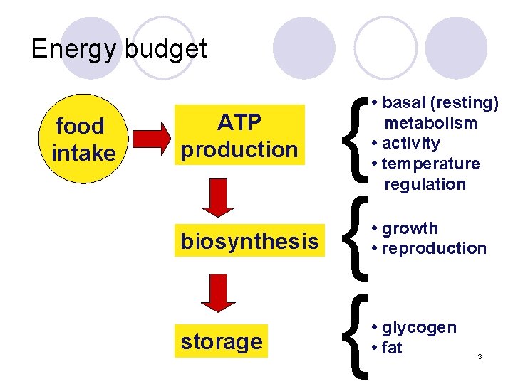 Energy budget food intake ATP production biosynthesis storage { { { • basal (resting)