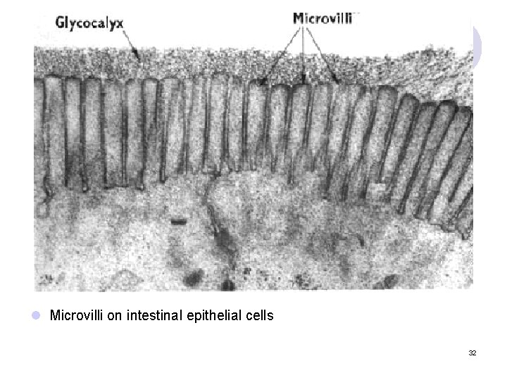 l Microvilli on intestinal epithelial cells 32 