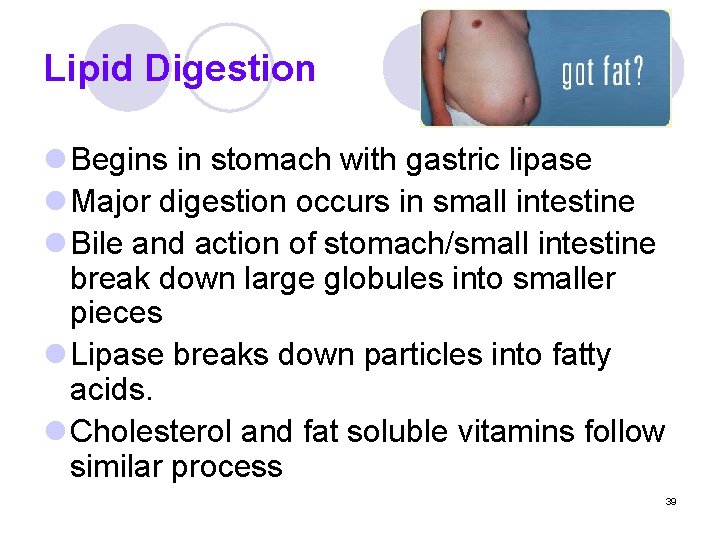 Lipid Digestion l Begins in stomach with gastric lipase l Major digestion occurs in