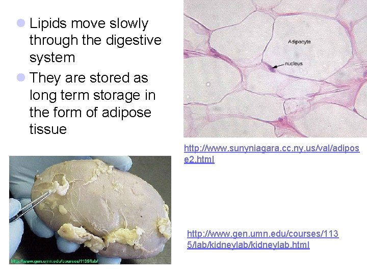 l Lipids move slowly through the digestive system l They are stored as long
