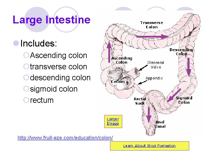 Large Intestine l Includes: ¡Ascending colon ¡transverse colon ¡descending colon ¡sigmoid colon ¡rectum http: