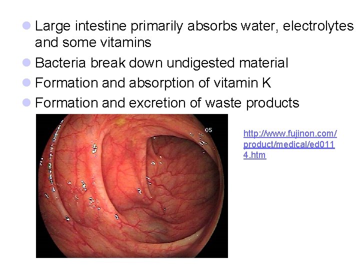 l Large intestine primarily absorbs water, electrolytes and some vitamins l Bacteria break down