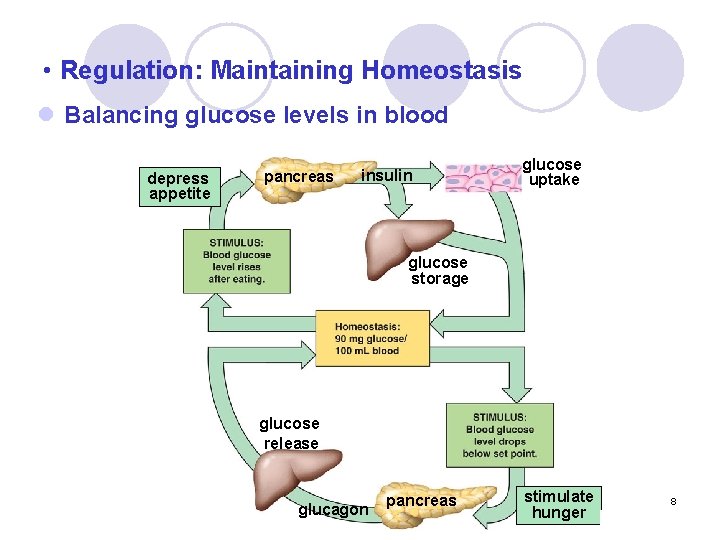  • Regulation: Maintaining Homeostasis l Balancing glucose levels in blood depress appetite pancreas