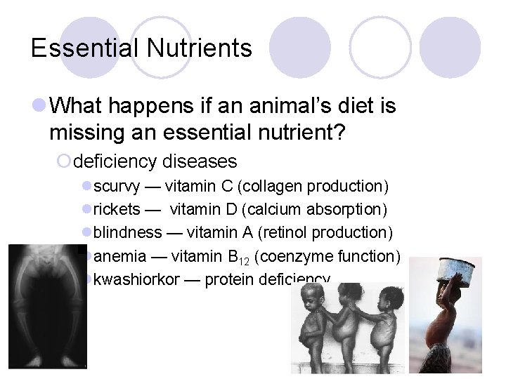 Essential Nutrients l What happens if an animal’s diet is missing an essential nutrient?