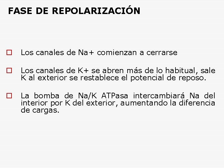 FASE DE REPOLARIZACIÓN Los canales de Na+ comienzan a cerrarse Los canales de K+