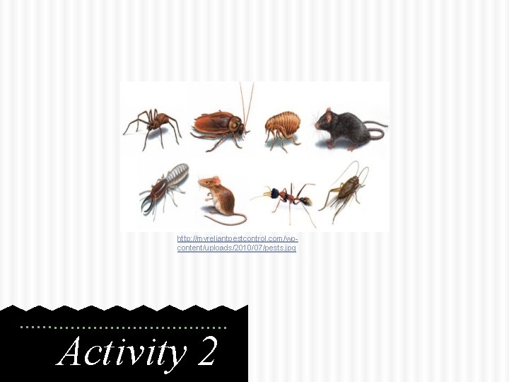 http: //myreliantpestcontrol. com/wpcontent/uploads/2010/07/pests. jpg Activity 2 