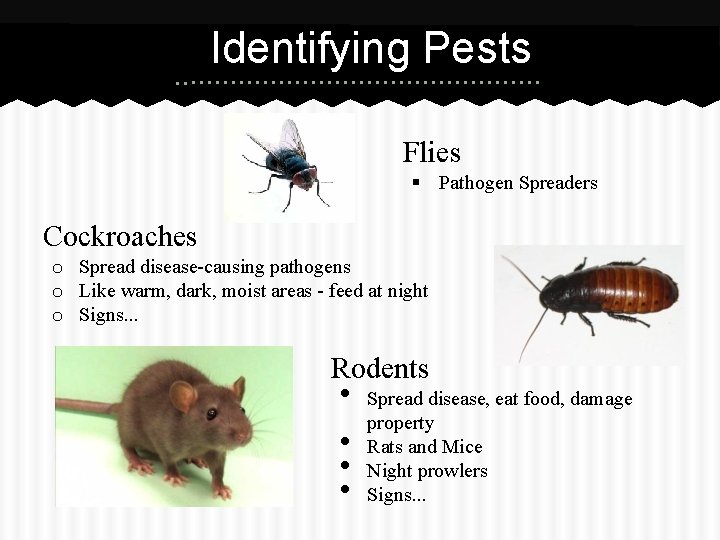 Identifying Pests Flies § Pathogen Spreaders Cockroaches o Spread disease-causing pathogens o Like warm,