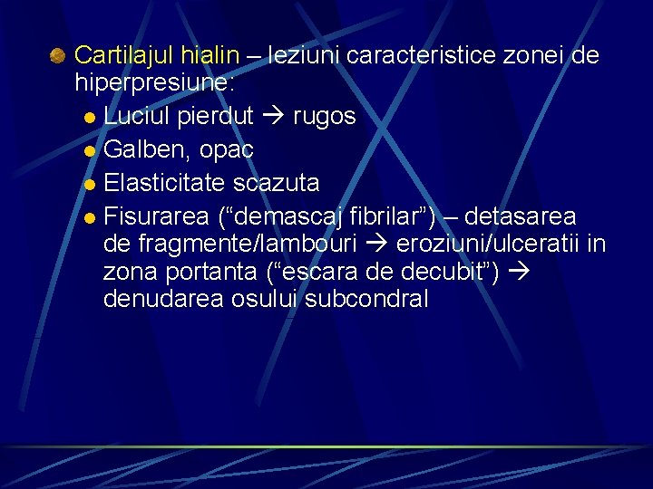 Cartilajul hialin – leziuni caracteristice zonei de hiperpresiune: l Luciul pierdut rugos l Galben,