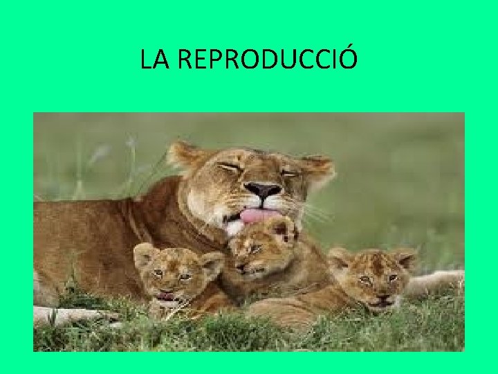 LA REPRODUCCIÓ LA REPRODUCCIÓ