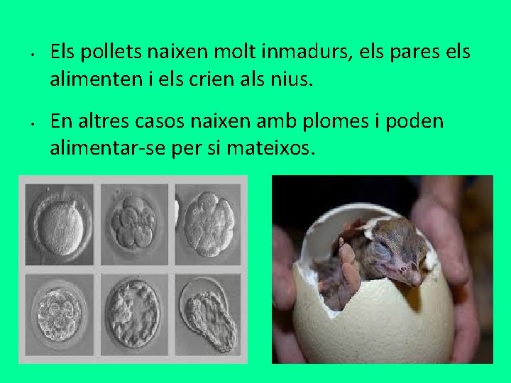  • • Els pollets naixen molt inmadurs, els pares els alimenten i els