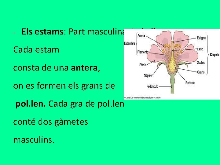  • Els estams: Part masculina de la flor. Cada estam consta de una