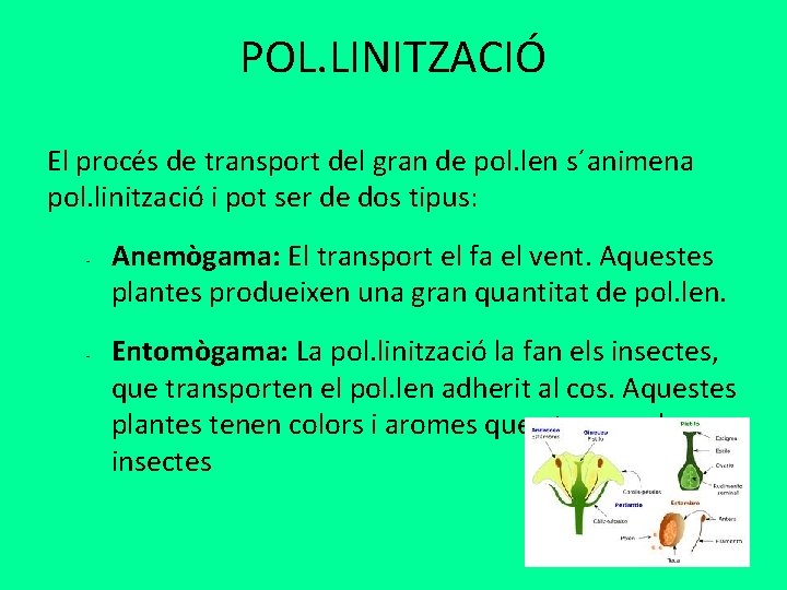 POL. LINITZACIÓ El procés de transport del gran de pol. len s´animena pol. linització