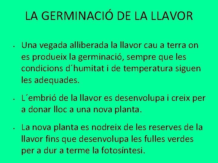 LA GERMINACIÓ DE LA LLAVOR • • • Una vegada alliberada la llavor cau