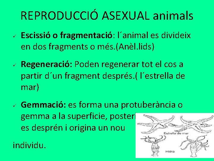 REPRODUCCIÓ ASEXUAL animals ü ü ü Escissió o fragmentació: l´animal es divideix en dos