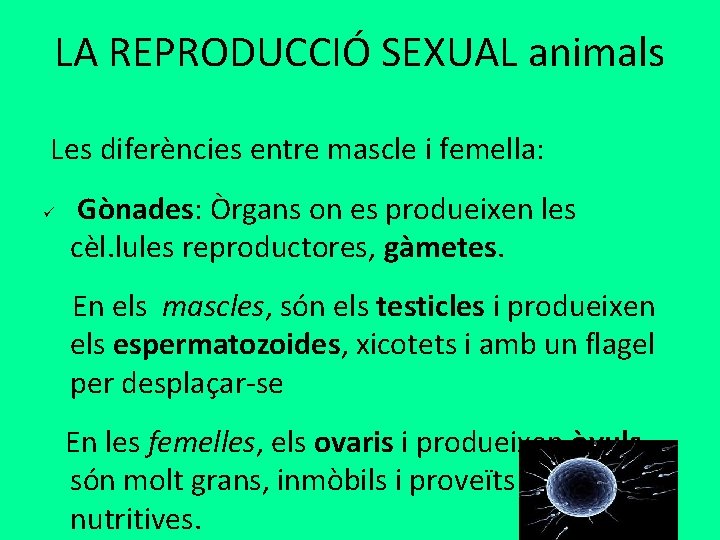 LA REPRODUCCIÓ SEXUAL animals Les diferències entre mascle i femella: ü Gònades: Òrgans on