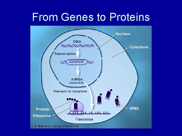 From Genes to Proteins 