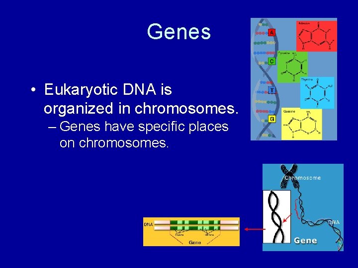 Genes • Eukaryotic DNA is organized in chromosomes. – Genes have specific places on