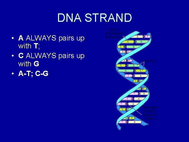 DNA STRAND • A ALWAYS pairs up with T; • C ALWAYS pairs up