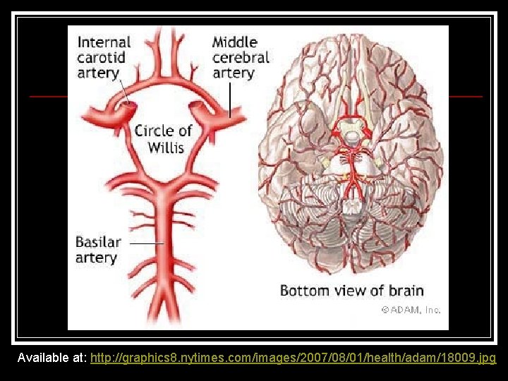 Vertebral Arteries Available at: http: //graphics 8. nytimes. com/images/2007/08/01/health/adam/18009. jpg Vertebral Arteries Available at: http: //graphics 8. nytimes. com/images/2007/08/01/health/adam/18009. jpg