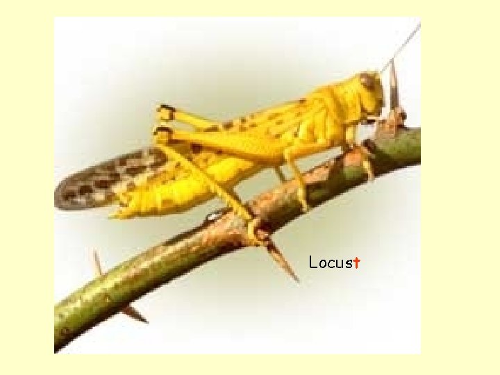 Locust 