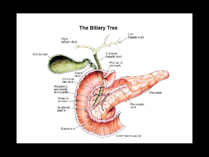 voies biliaires fara rgis service de chirurgie viscrale