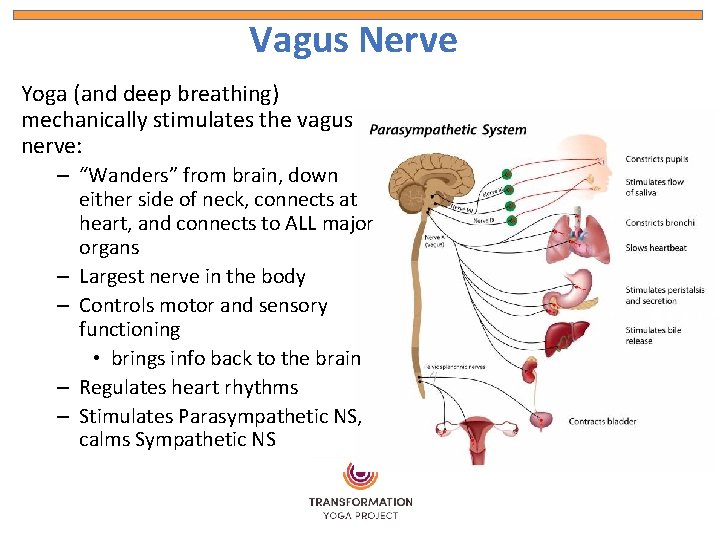 Vagus Nerve Yoga (and deep breathing) mechanically stimulates the vagus nerve: – “Wanders” from