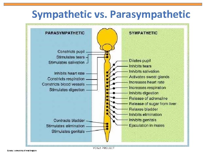 Sympathetic vs. Parasympathetic Source: University of Washington 