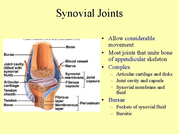 Synovial Joints • Allow considerable movement • Most joints that unite bone of appendicular