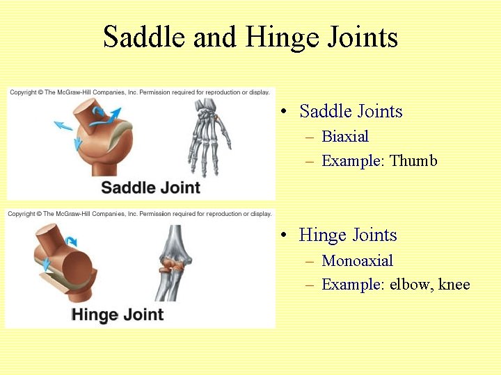 Saddle and Hinge Joints • Saddle Joints – Biaxial – Example: Thumb • Hinge