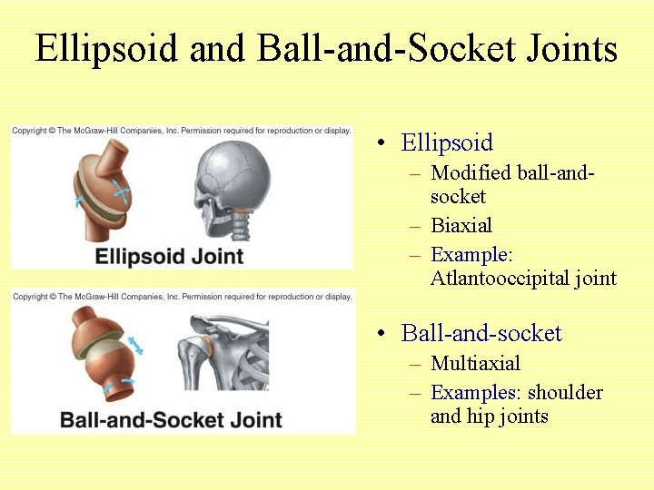 Ellipsoid and Ball-and-Socket Joints • Ellipsoid – Modified ball-andsocket – Biaxial – Example: Atlantooccipital