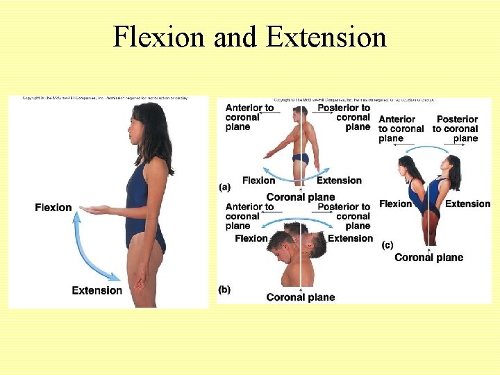 Flexion and Extension 