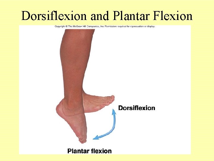 Dorsiflexion and Plantar Flexion 