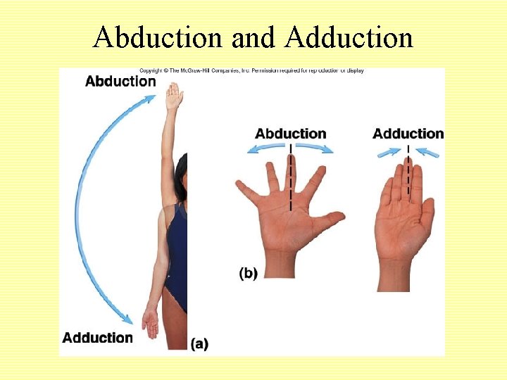 Abduction and Adduction 