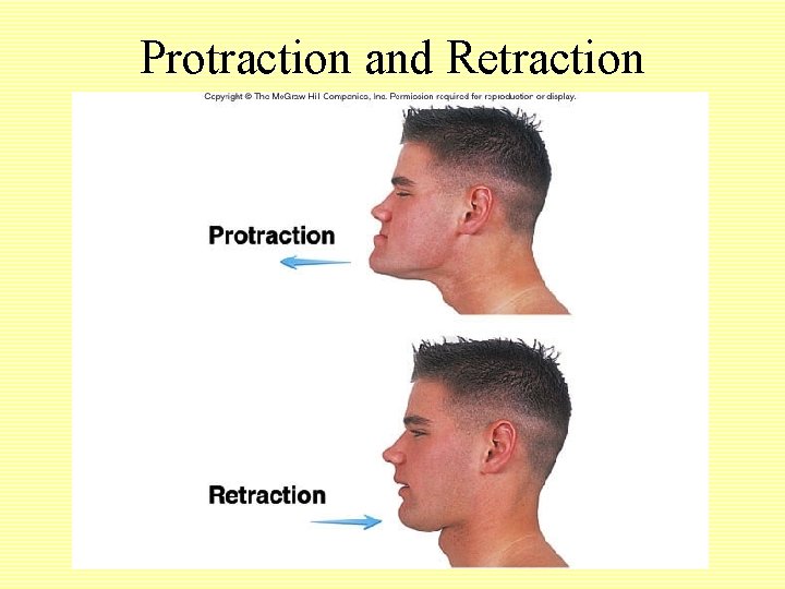 Protraction and Retraction 