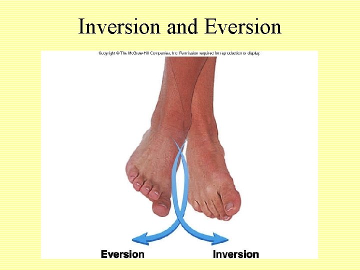 Inversion and Eversion 