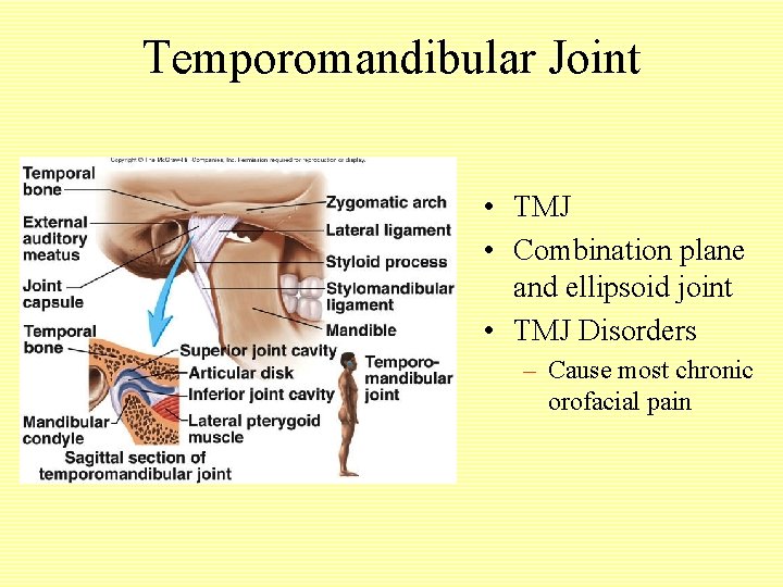 Temporomandibular Joint • TMJ • Combination plane and ellipsoid joint • TMJ Disorders –