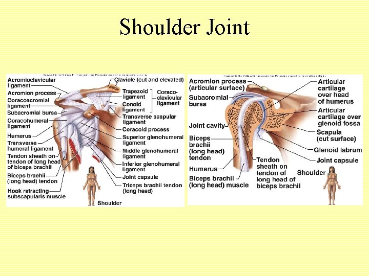 Shoulder Joint 