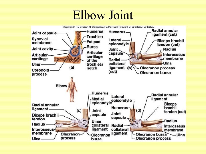 Elbow Joint 