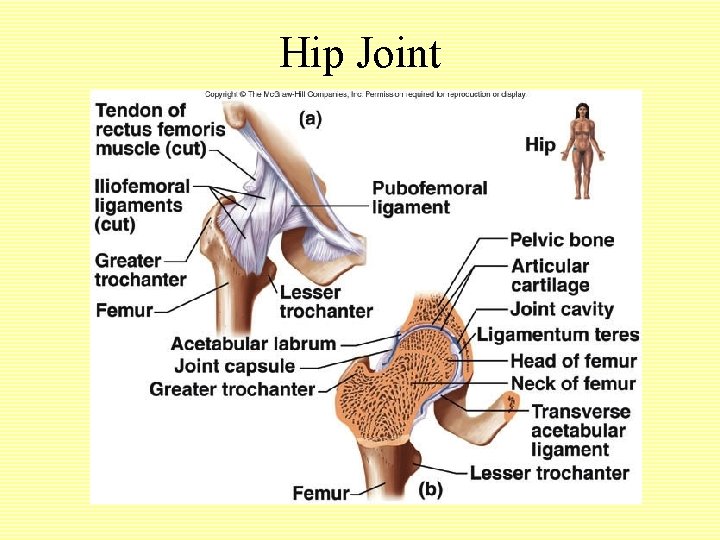 Hip Joint 