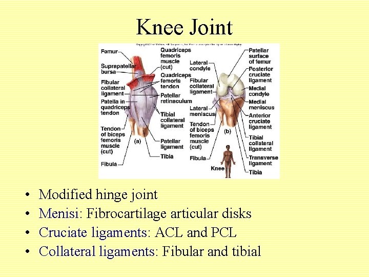 Knee Joint • • Modified hinge joint Menisi: Fibrocartilage articular disks Cruciate ligaments: ACL