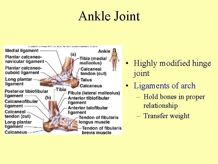 Ankle Joint • Highly modified hinge joint • Ligaments of arch – Hold bones