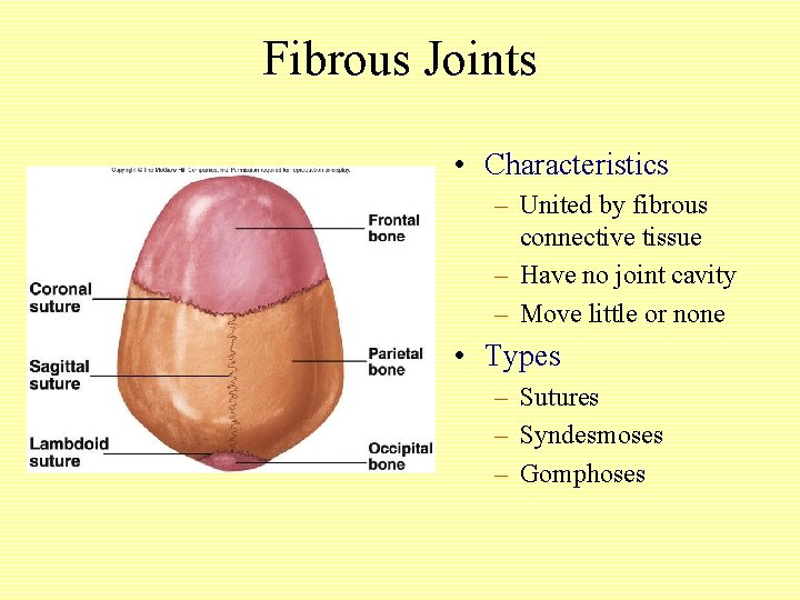 Fibrous Joints • Characteristics – United by fibrous connective tissue – Have no joint