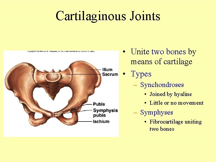 Cartilaginous Joints • Unite two bones by means of cartilage • Types – Synchondroses