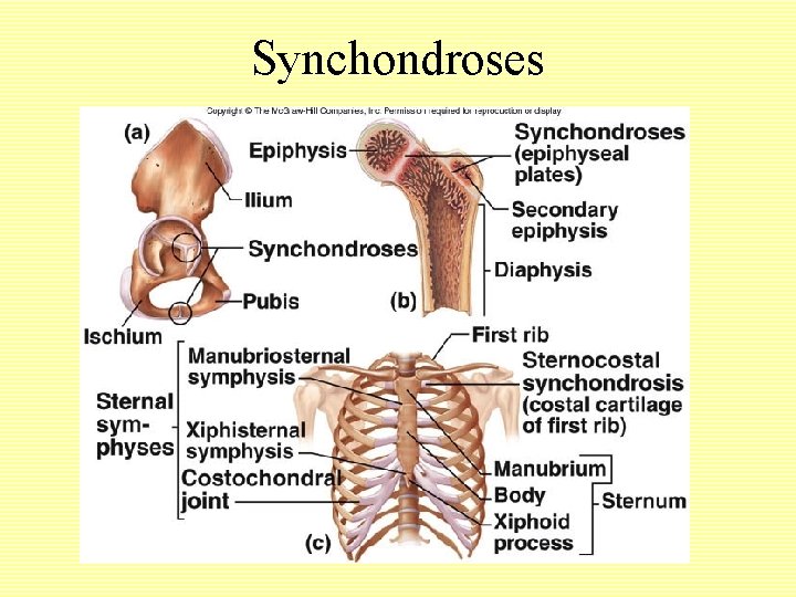 Synchondroses 