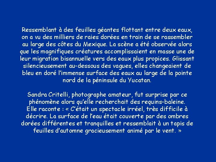 Ressemblant à des feuilles géantes flottant entre deux eaux, on a vu des milliers