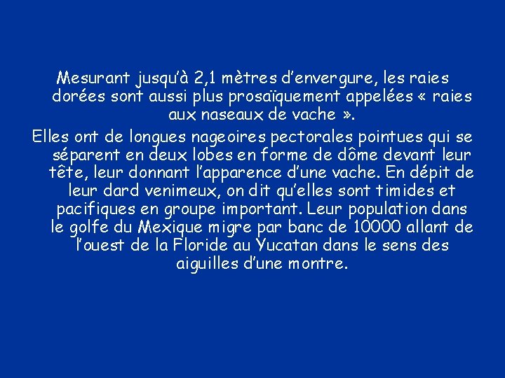 Mesurant jusqu’à 2, 1 mètres d’envergure, les raies dorées sont aussi plus prosaïquement appelées