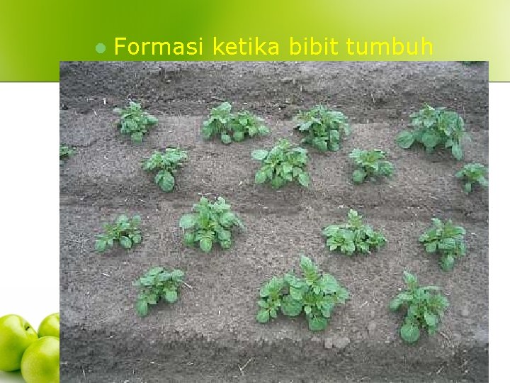 l Formasi ketika bibit tumbuh 