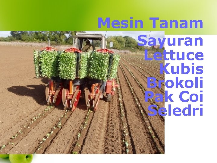  Mesin Tanam Sayuran Lettuce Kubis Brokoli Pak Coi Seledri 